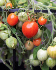 Bio-Buschtomate Fuzzy Wuzzy BIO & samenfest