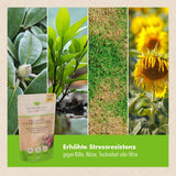 Pflanzenstärkung Pulver (2x 200 g)