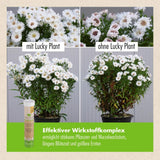 Pflanzenstärkung Pulver (400 g) & Tabletten (20 Tabs)