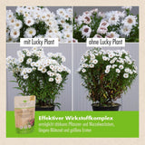 Pflanzenstärkung Pulver (200 g)