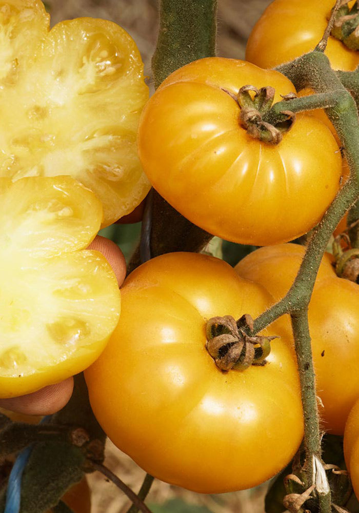 Fleischtomate Old Yellow Candystripe BIO &amp; samenfest