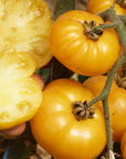 Fleischtomate Old Yellow Candystripe BIO & samenfest