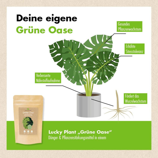 Grüne Oase - der Zimmerpflanzenbooster (150 g)