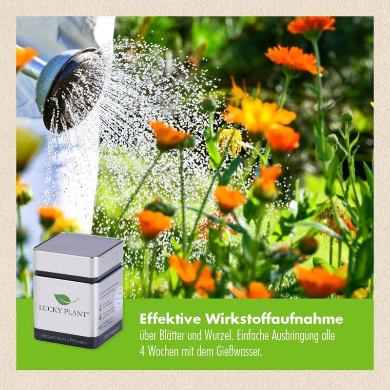 Pflanzenstärkung Pulver (400 g) & Tabletten (20 Tabs)