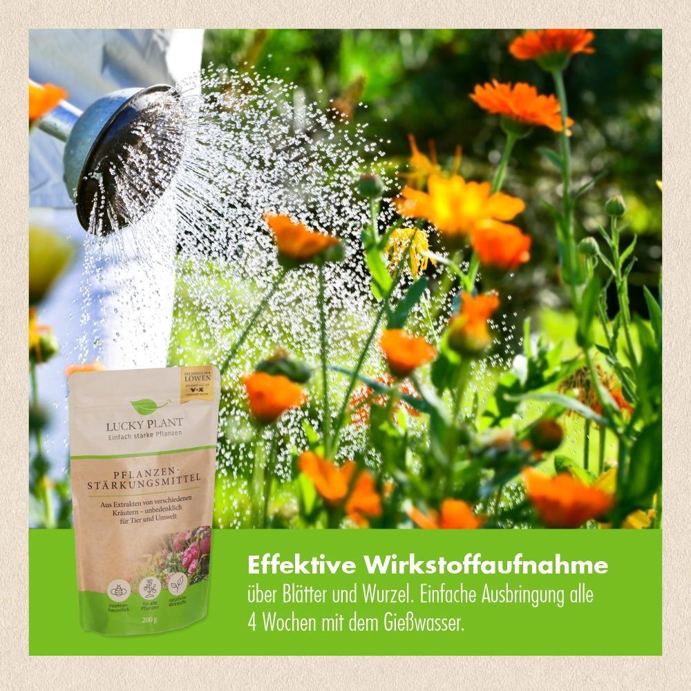 Pflanzenstärkung Pulver (5x 200 g) – Lucky Plant GmbH